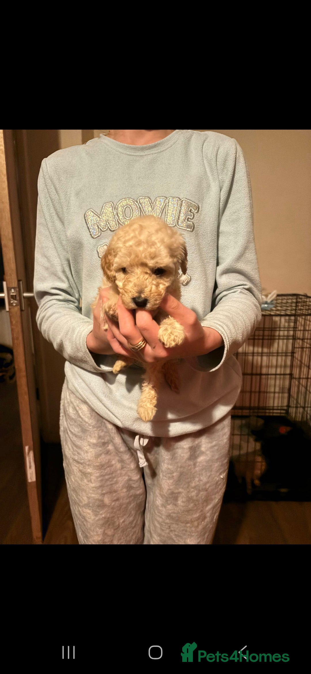 Miniature Poodle dogs for sale: Miniature poodles, beautiful lovley poodles - Image 3