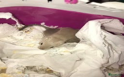 Gerbil rodents for sale: Friendly baby gerbils for sale (mix of colours) - Advert 5