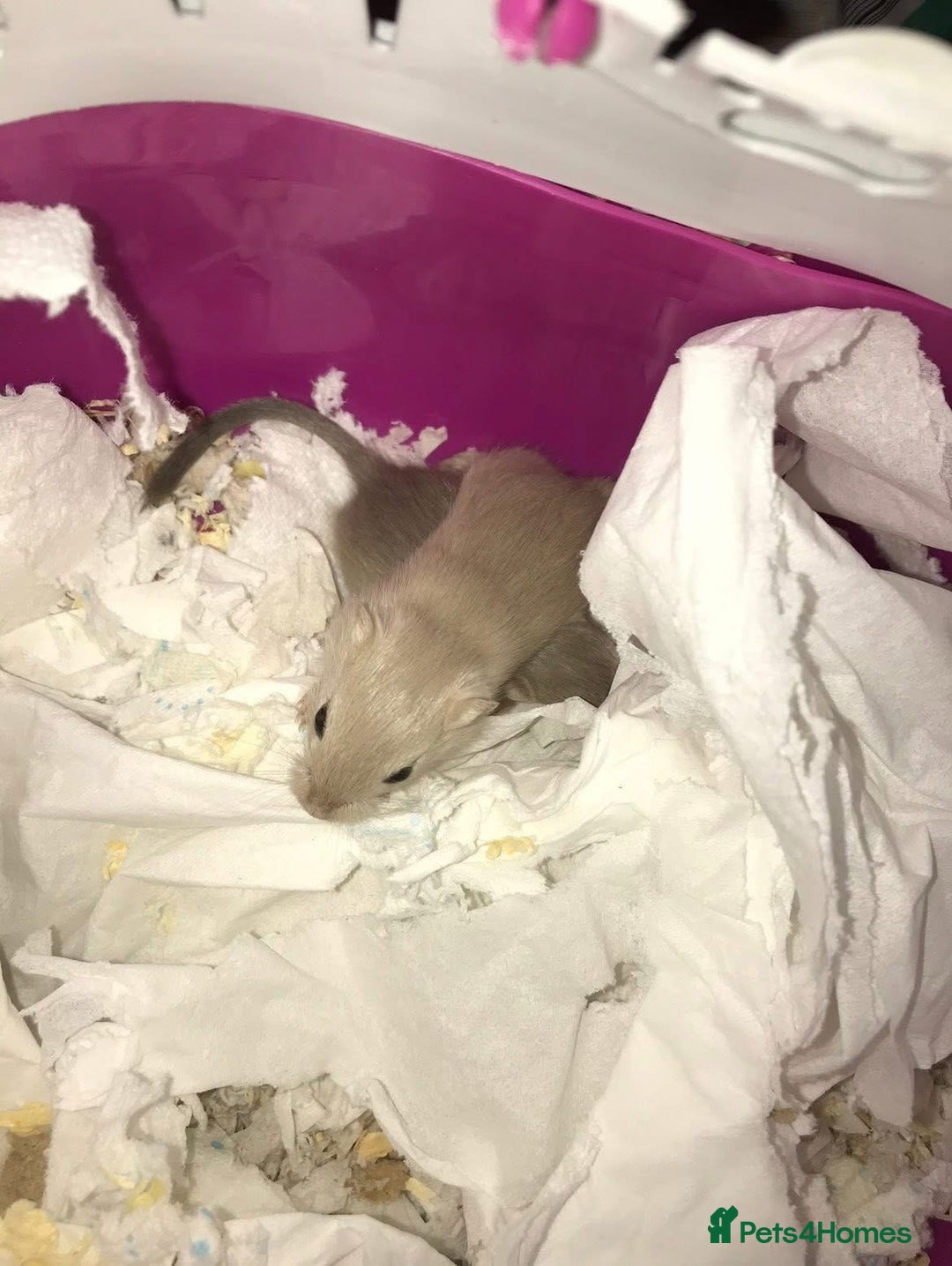 Gerbil rodents for sale: Friendly baby gerbils for sale (mix of colours) - Advert 5