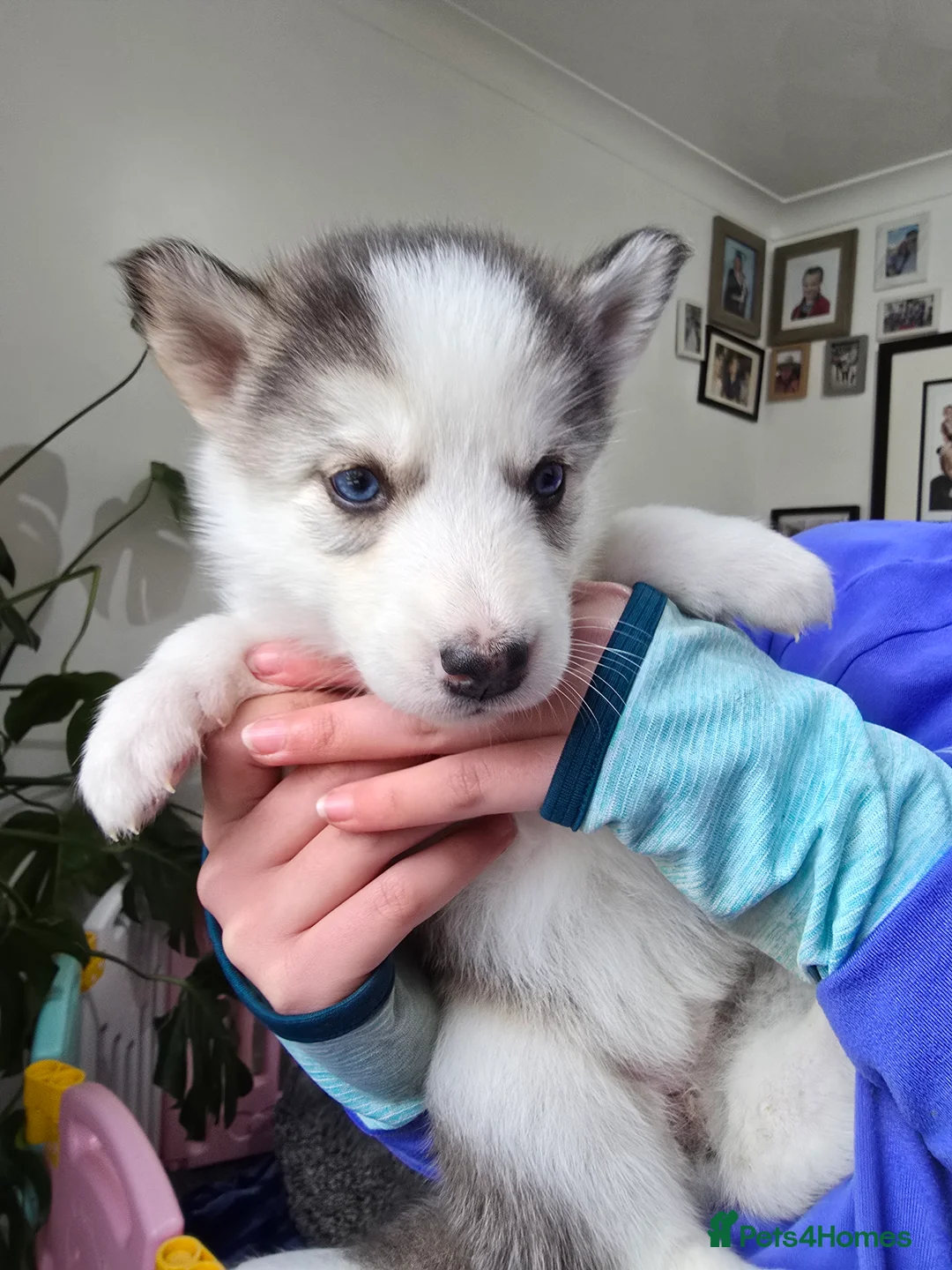 Alaskan Malamute dogs for sale: READY 2 female fluffy pups left - Advert 13
