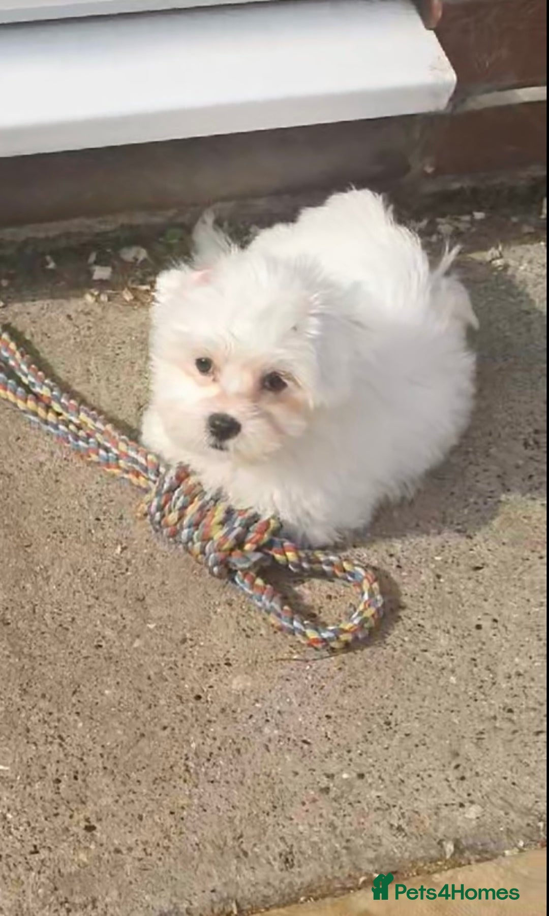 Maltese dogs for sale: Stunning Pure Maltese Puppies - Image 9