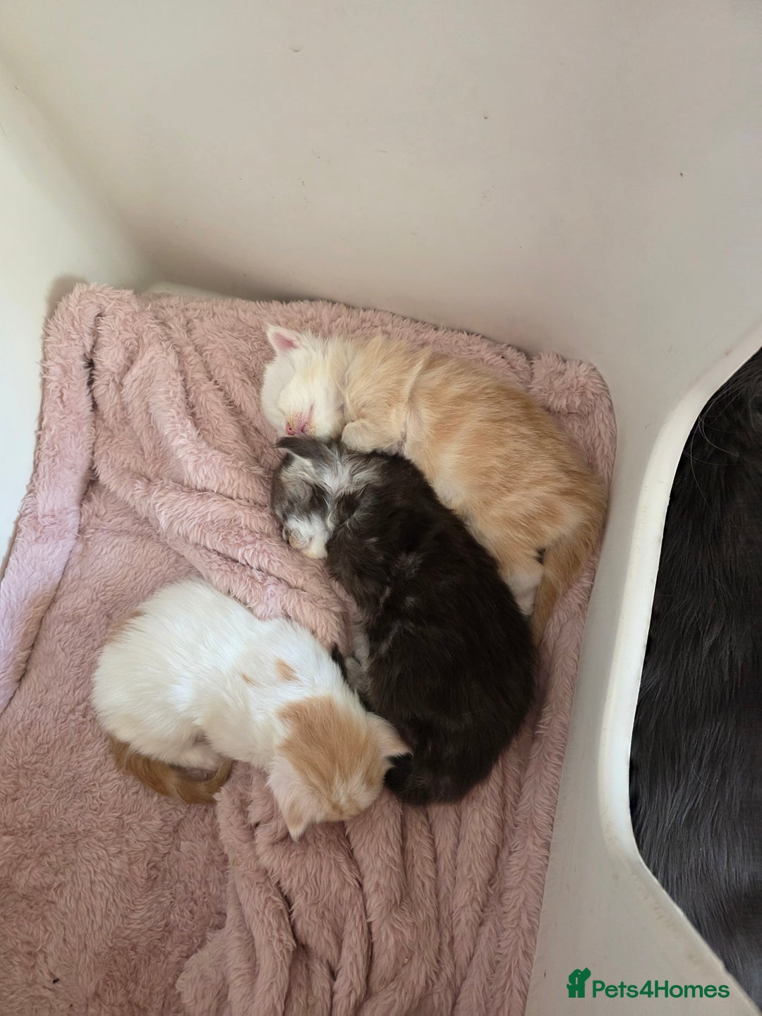 Maine Coon cats for sale: STUNNING MAINE COON KITTENS  - Image 14