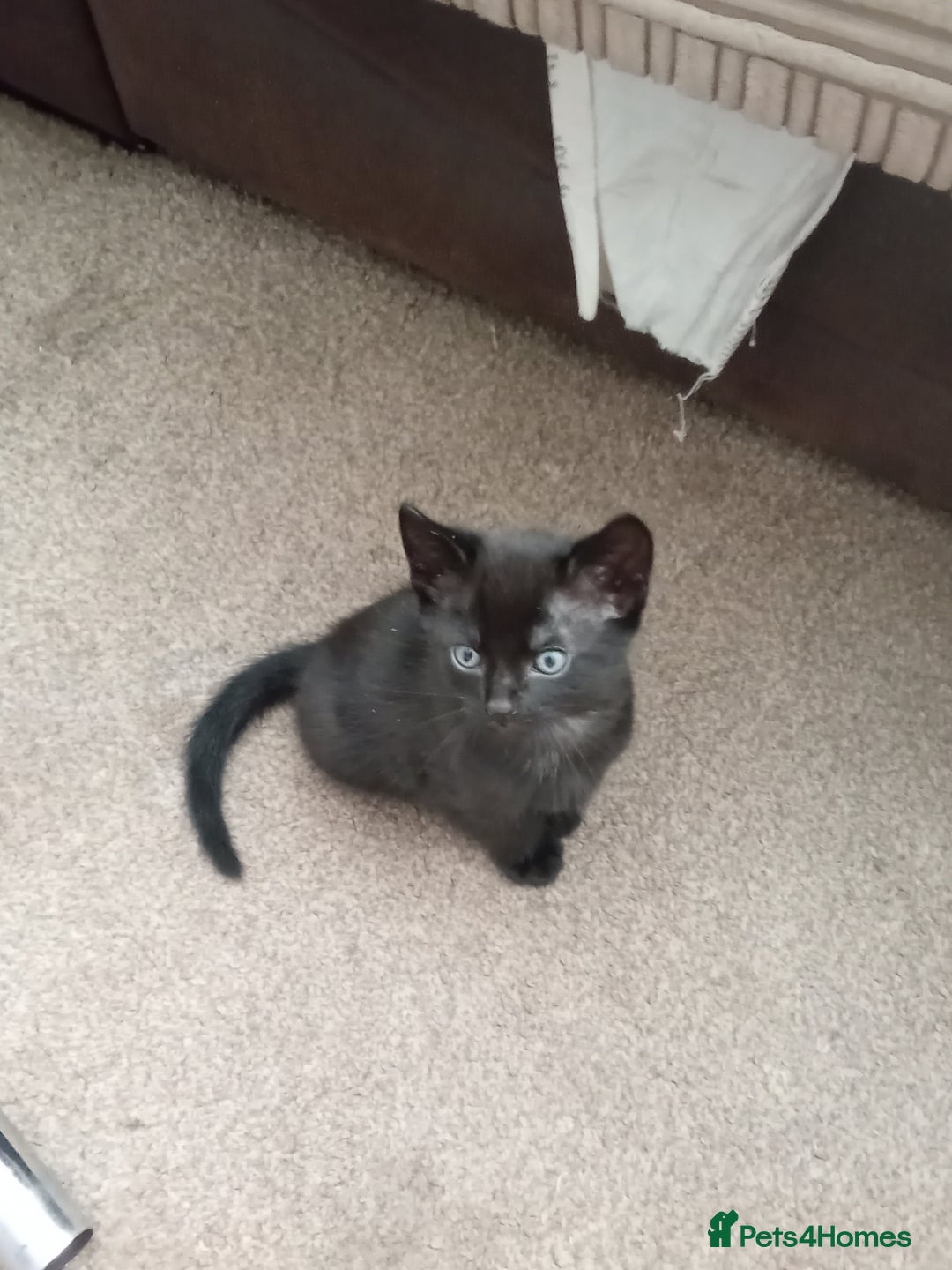 Mixed Breed cats for sale: 5 kittens ready to leave today  - Advert 2