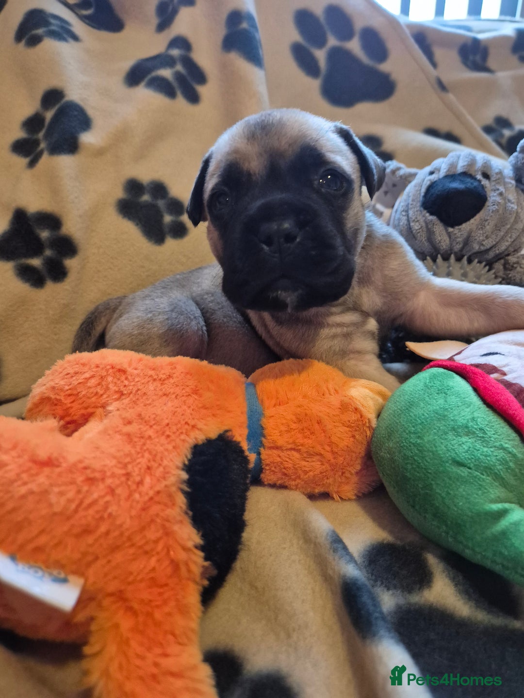 Bullmastiff dogs for sale: Beautiful Bullmastiff Puppies  - Advert 2