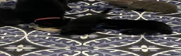 Mixed Breed cats for sale: Beautiful kittens  - Advert 11