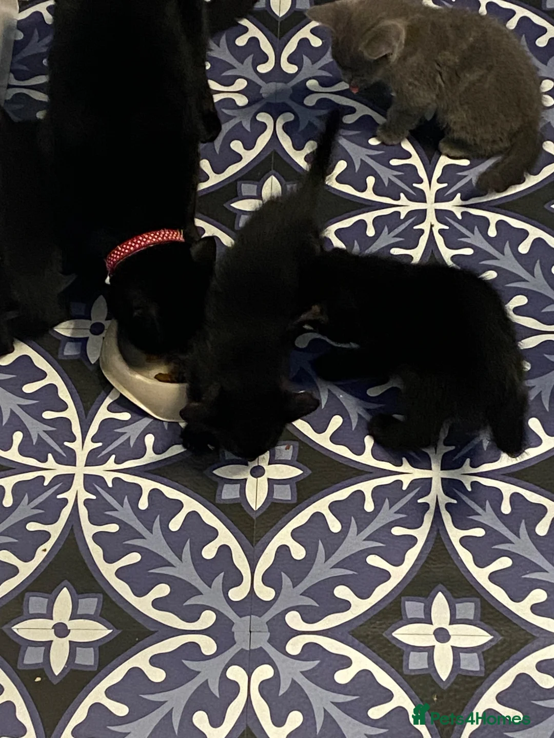 Mixed Breed cats for sale: Beautiful kittens  - Advert 11