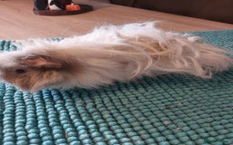 Guinea Pig rodents for sale: Lunkarya male guineapig - Image 5