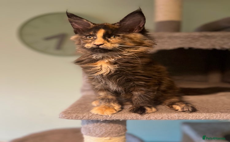 Maine Coon cats - Advert 1