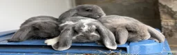 French Lop rabbits for sale: Stunning French lop babies  - Advert 1