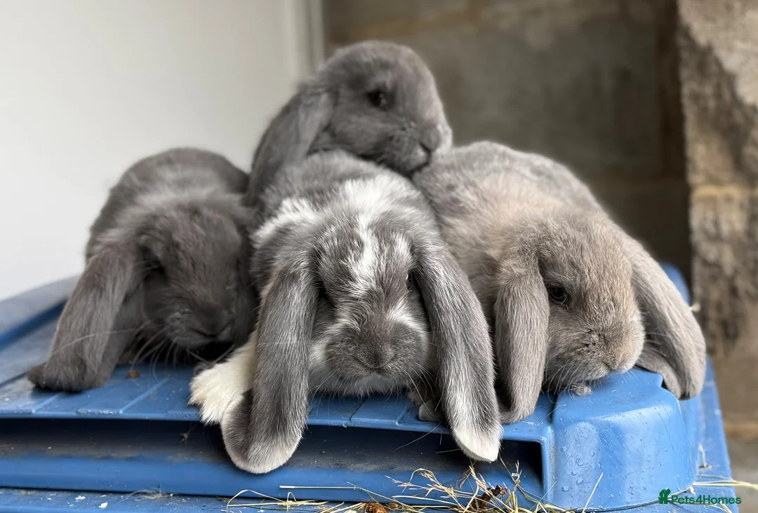 French Lop rabbits for sale: Stunning French lop babies  - Advert 1