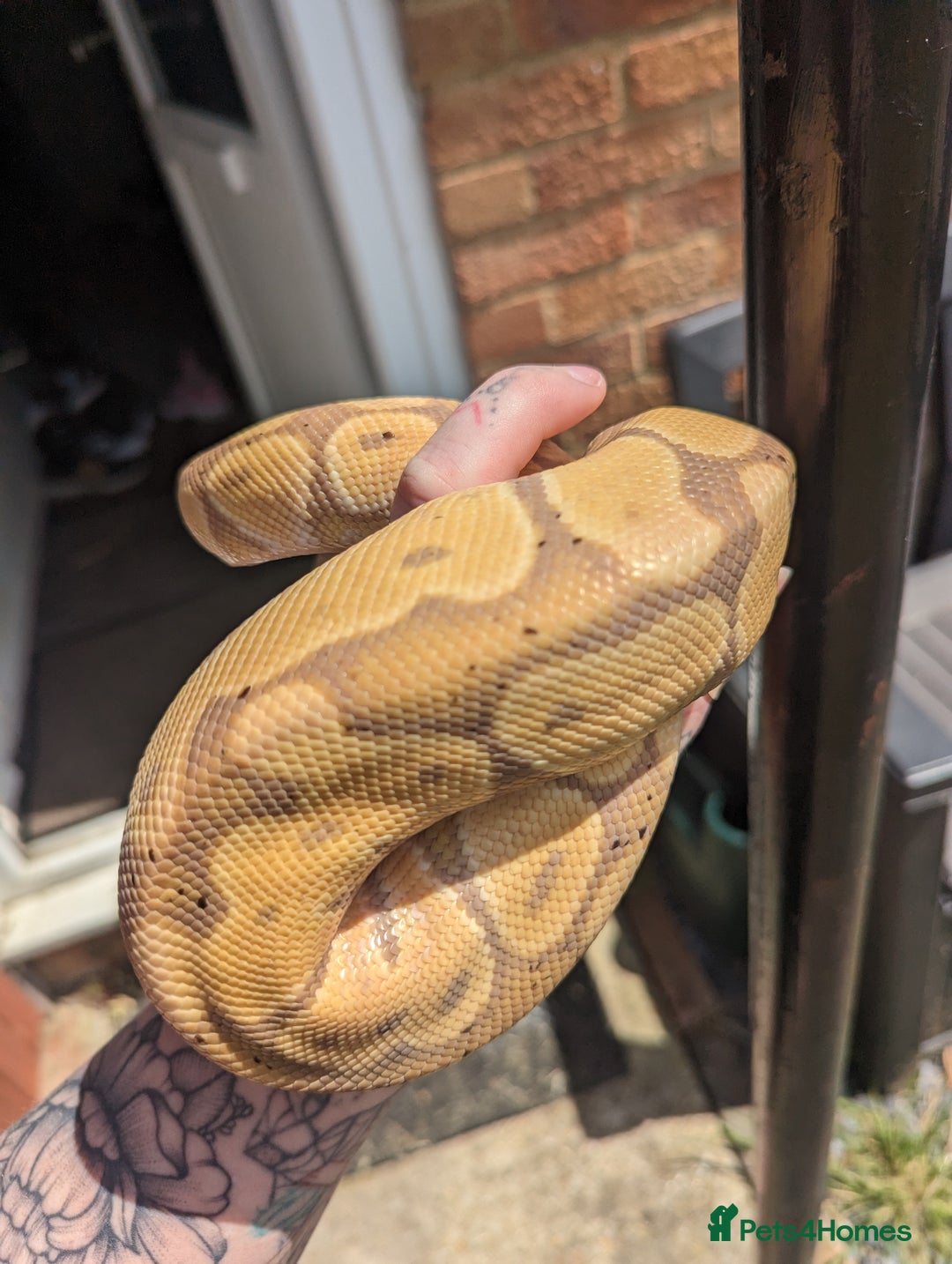 Python Snake reptiles for sale: Banana Royal Python - Image 5