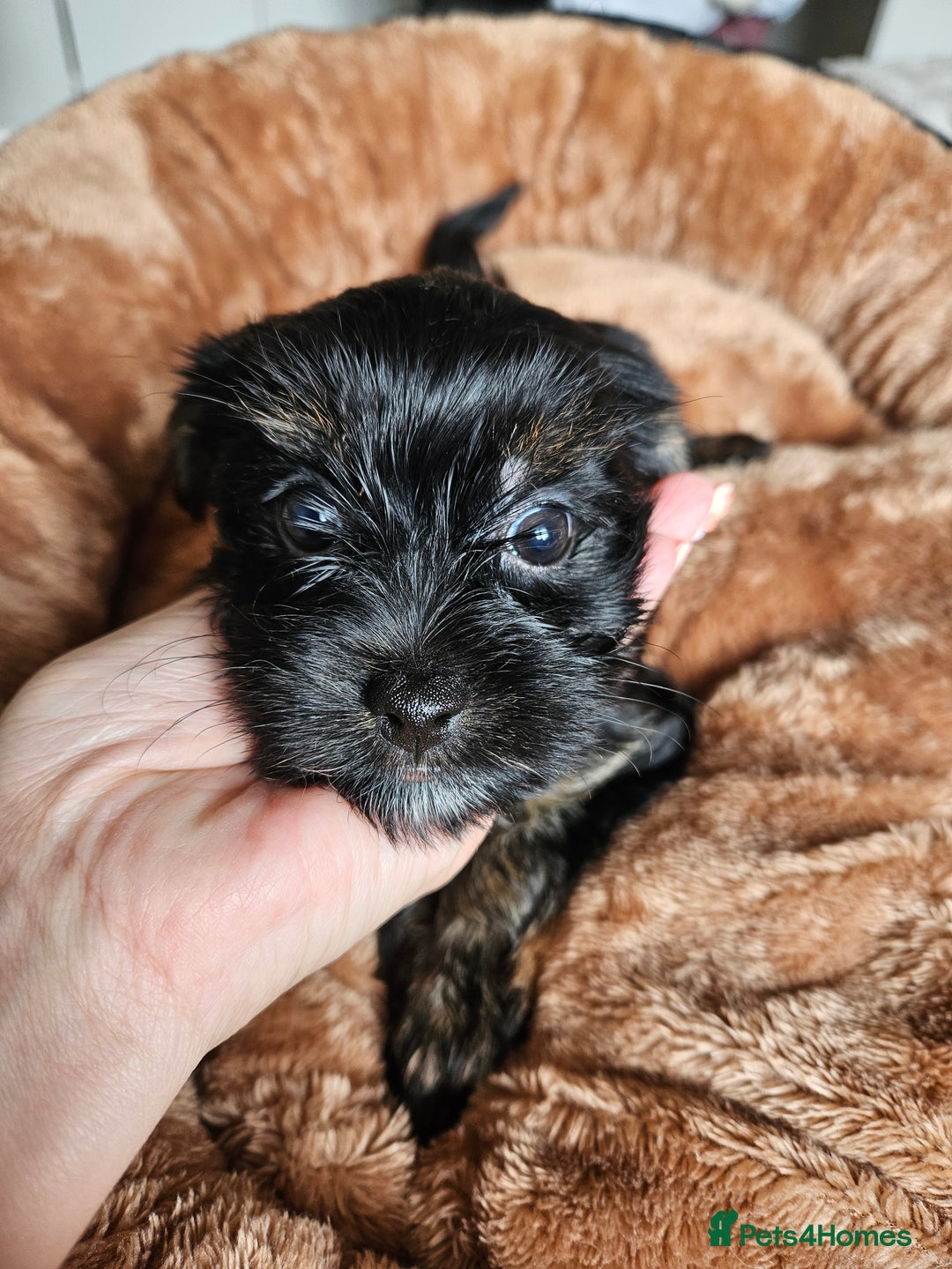 Yorkshire Terrier dogs for sale: DNA tested parents possible Dilution Yorkies - Image 36