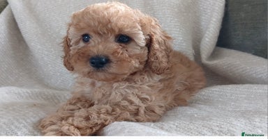 Cavapoo dogs - Advert 1