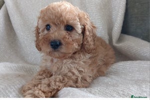 Cavapoo dogs - Advert 1