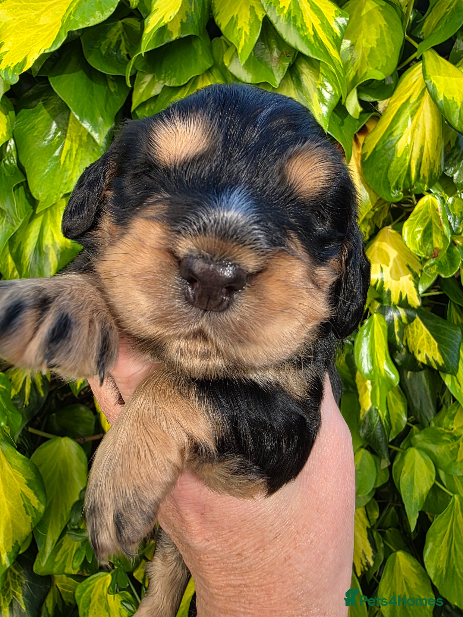 Cocker Spaniel dogs for sale: Black and chocolate tan point cockers  - Advert 7