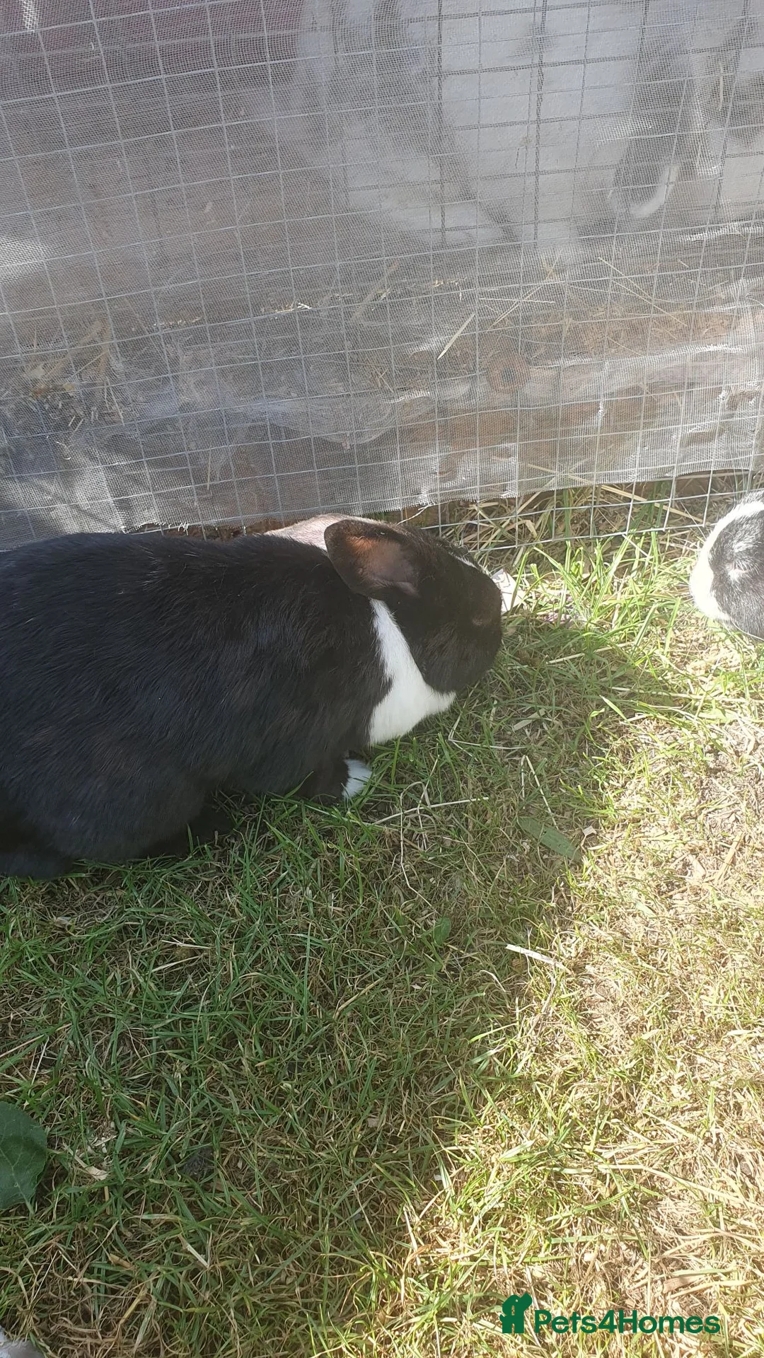 Mini Lop rabbits for sale: Mini lop mixed  - Advert 3