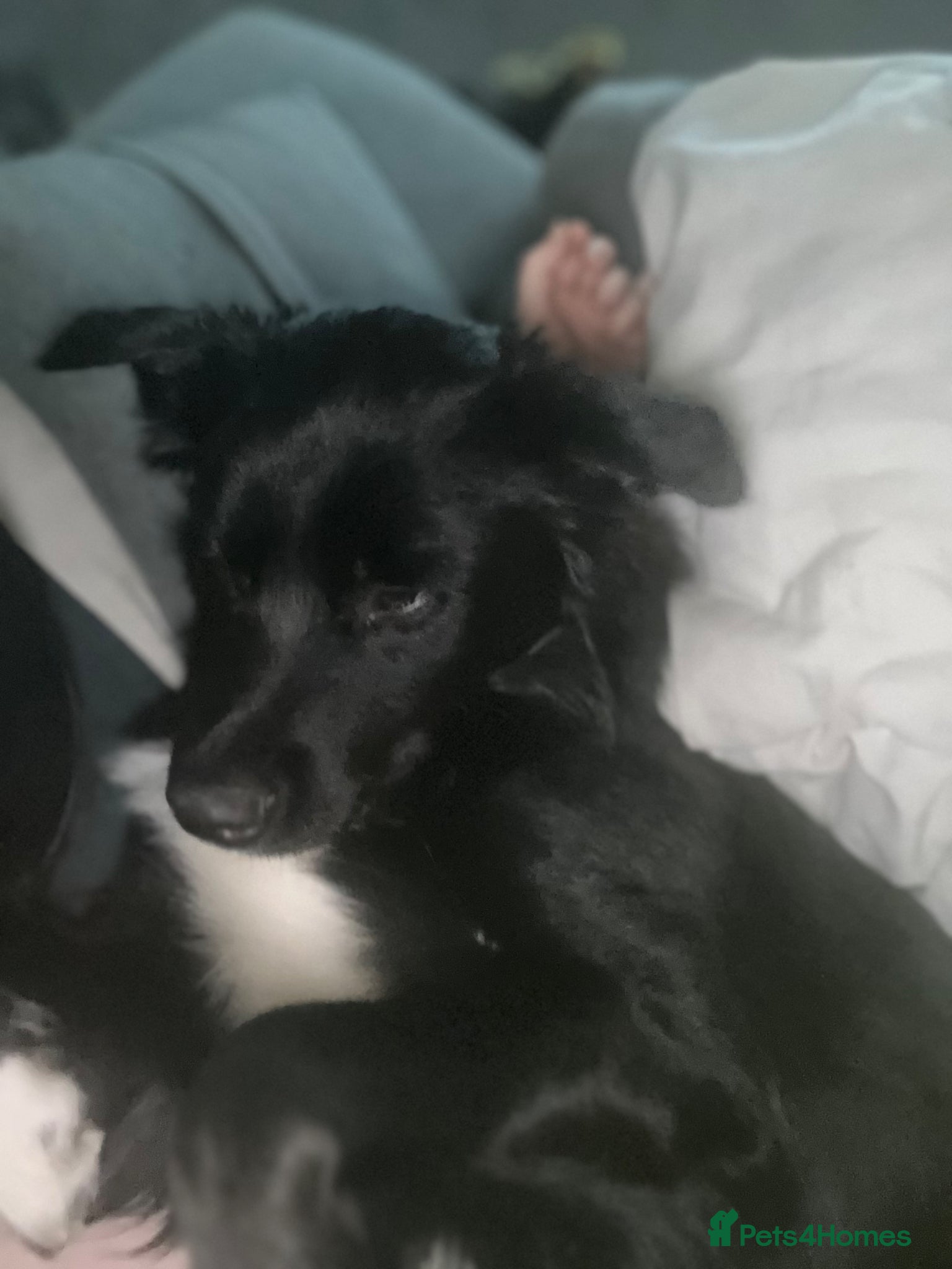 Border Collie dogs Pedigree border collie  - Advert 7