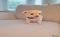 Chihuahua dogs for sale: Chihuahua puppies for sale - Image 11