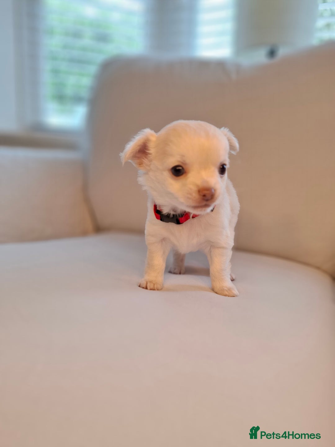 Chihuahua dogs for sale: Chihuahua puppies for sale - Image 11