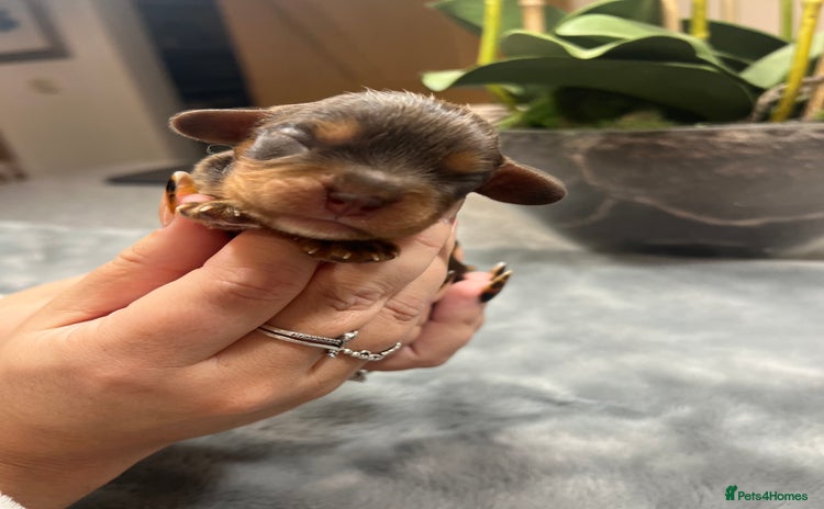 Cavalier King Charles Spaniel dogs - Advert 1