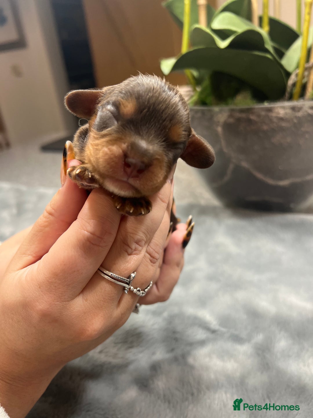 Cavalier King Charles Spaniel dogs for sale: Chocolate Kc reg cavalier King Charles - Advert 28