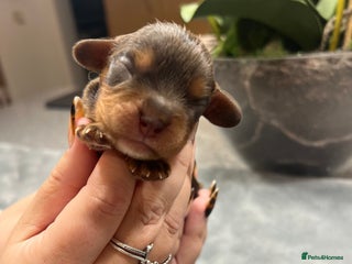 Cavalier King Charles Spaniel dogs - Advert 6