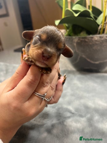 Cavalier King Charles Spaniel dogs - Advert 3