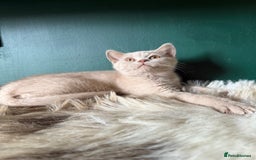 British Shorthair cats for sale: 12 week old Bsh males fawn and black  in Derby - Image 9