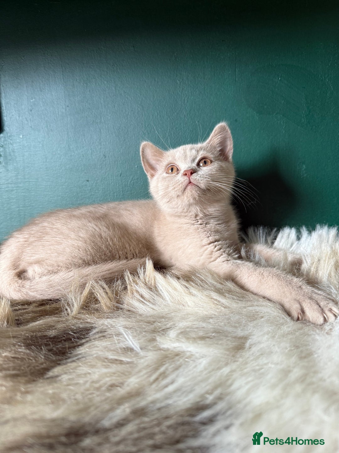 British Shorthair cats for sale: 12 week old Bsh males fawn and black  in Derby - Image 9