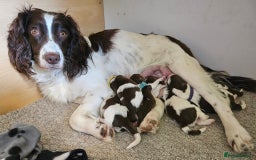 English Springer Spaniel dogs for sale: Mr Blue is looking for his furever home - Image 5