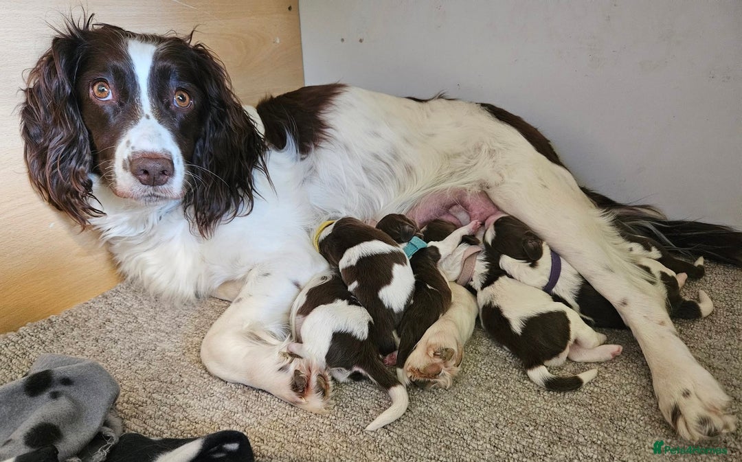 English Springer Spaniel dogs for sale: Mr Blue is looking for his furever home - Image 5