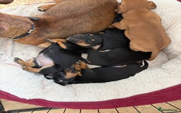 Jack Russell dogs for sale: Miniature jack Russell puppies - Image 1