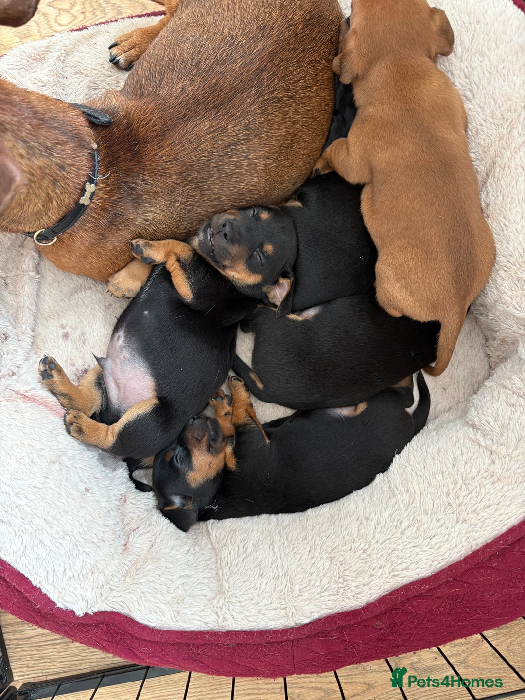 Jack Russell dogs for sale: Miniature jack Russell puppies - Image 1