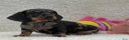 Dachshund dogs for sale: Gorgeous miniature dachshund puppies  - Advert 18
