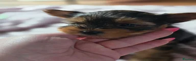 Yorkshire Terrier 1