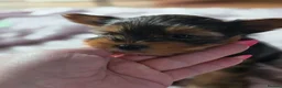 Yorkshire Terrier dogs for sale: Yorkshire Terrier puppies for sale in Thames Ditton - Advert 1