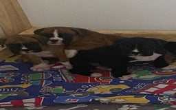 Boxer dogs for sale: Kc Boxer puppy’s bobtail and long licensed breeder - Image 25