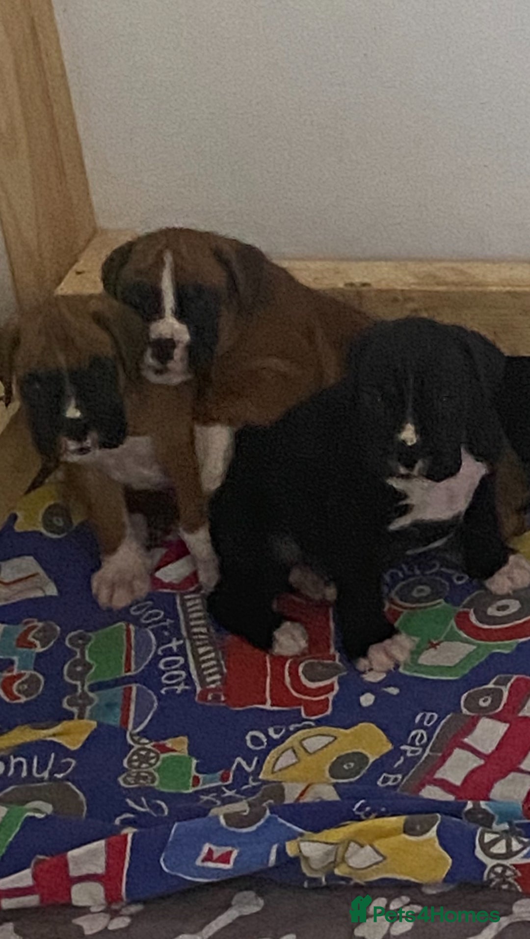 Boxer dogs for sale: Kc Boxer puppy’s bobtail and long licensed breeder - Image 25