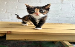 British Longhair cats for sale: Ready to home🤍 3 Black Tabby & 2 Multicoloured - Image 9