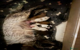 Cocker Spaniel dogs for sale: Cocker spaniel Puppies  - Image 1