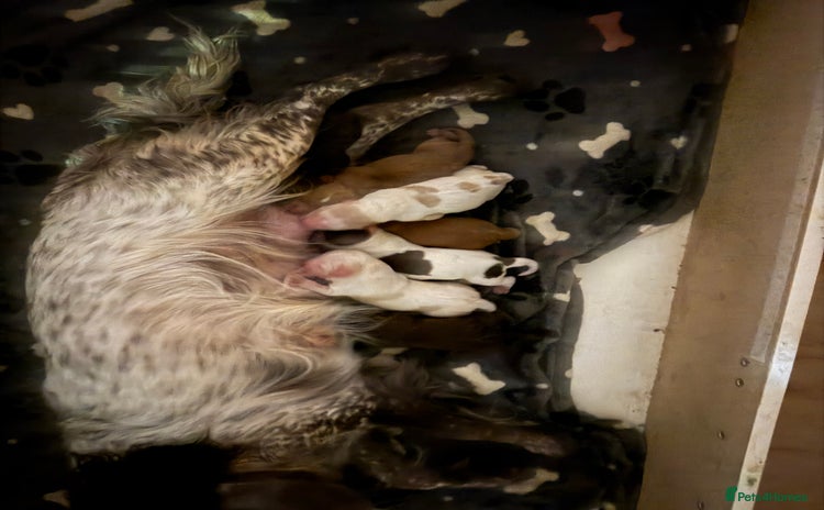 Cocker Spaniel dogs - Advert 4