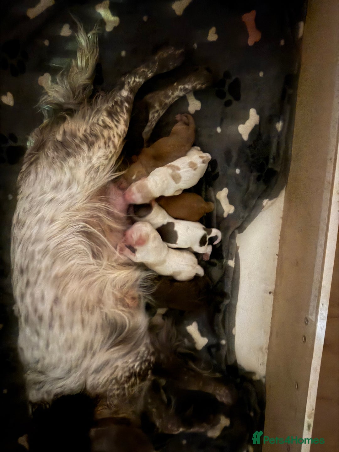 Cocker Spaniel dogs for sale: Cocker spaniel Puppies  - Image 1