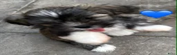 Lhasa Apso dogs for sale: Four Beautiful Lhasa Apso Pups RKC reg GPRA4 Clear - Advert 8