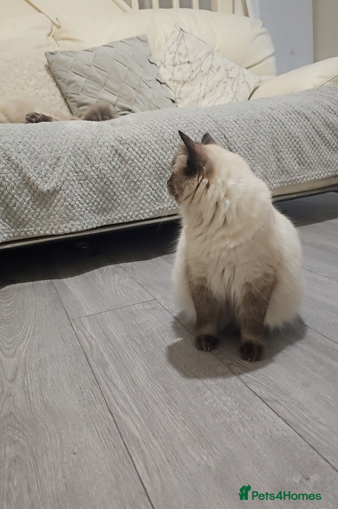 Ragdoll cats for sale: 5 Beautiful Ragdoll kittens for sale 💞 - Advert 16