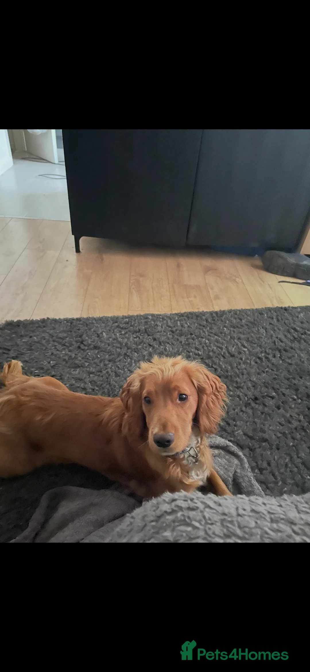 Cocker Spaniel dogs for sale: 3 year old Cocker Spaniel for sale - Advert 3