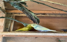 Budgerigars birds for sale: Baby budgies  - Image 5
