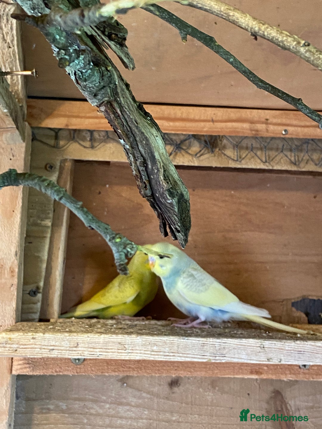 Budgerigars birds for sale: Baby budgies  - Image 5