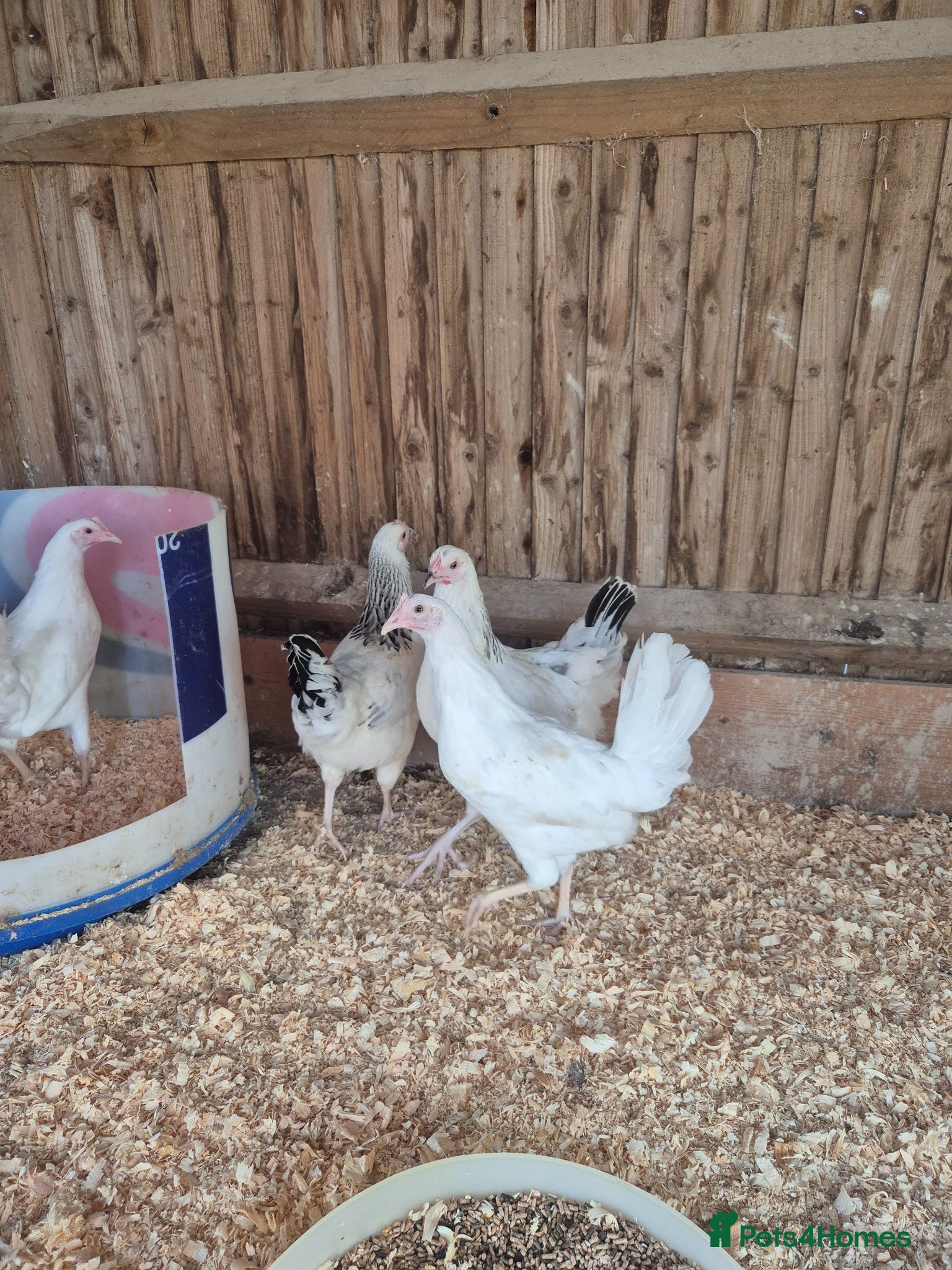 Chickens poultry for sale: Light sussex and white leggorn hens - Advert 4