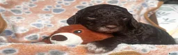 Sproodle dogs for sale: F1B Sproodle puppies  in Accrington - Advert 11