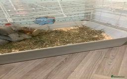 Guinea Pig rodents for sale: One female Guinea pig for sale - Image 8